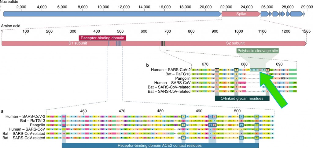 Features of the spike protein in human SARS-CoV-2 and related coronaviruses with arrow for Plandemic InDoctorNation- FACT CHECK